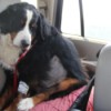 Bleu (Bernese Mountain Dog) - dog in car
