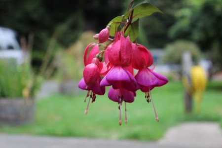 The Lovely Fuchsia Flower In Our Garden - fuchsia flower