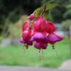 The Lovely Fuchsia Flower In Our Garden - fuchsia flower