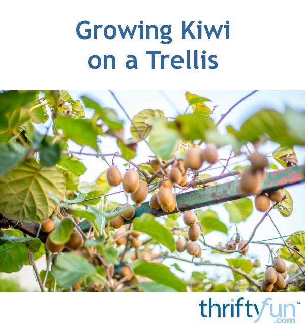 Growing Kiwi on a Trellis? ThriftyFun