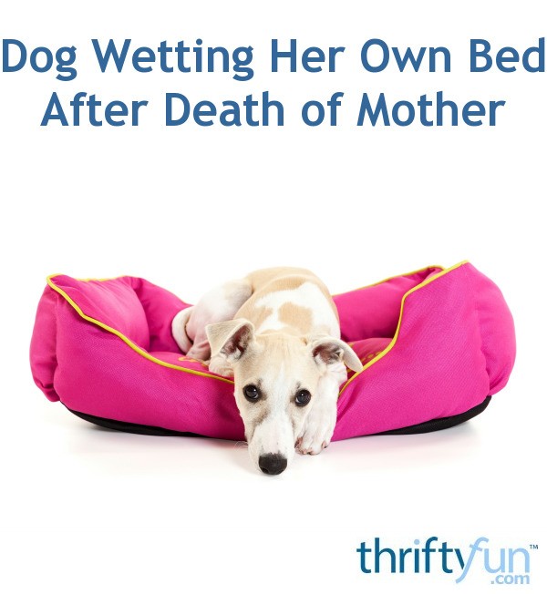 dog-wetting-her-own-bed-after-death-of-mother-thriftyfun