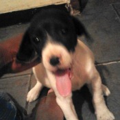 What Breed Is My Dog?