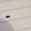 Getting Rid of Bugs in the Kitchen  - small brown beetle like bug