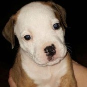 What Breed Is This Puppy? - closeup of brown and white puppy