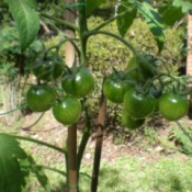 Growing Cherry Tomatoes - clusters of green tomatoes