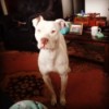Is My Dog a Full Blooded Pit Bull? - white Pit Bull