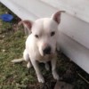 Is My Pit Bull Full Blooded? - white Pit puppy