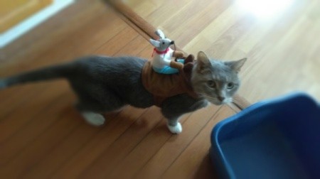 A cat with a mouse attached to her back as a "Clueless Cat" costume.