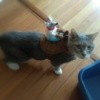 A cat with a mouse attached to her back as a "Clueless Cat" costume.