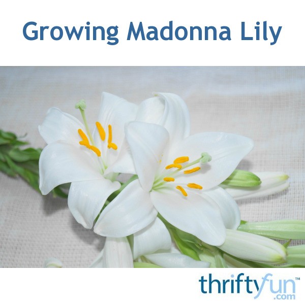 Growing Madonna Lily 