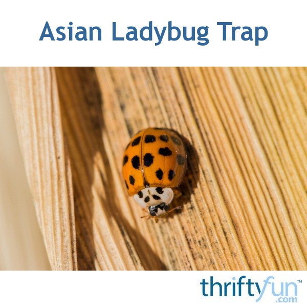 Making an Asian Ladybug Trap? | ThriftyFun