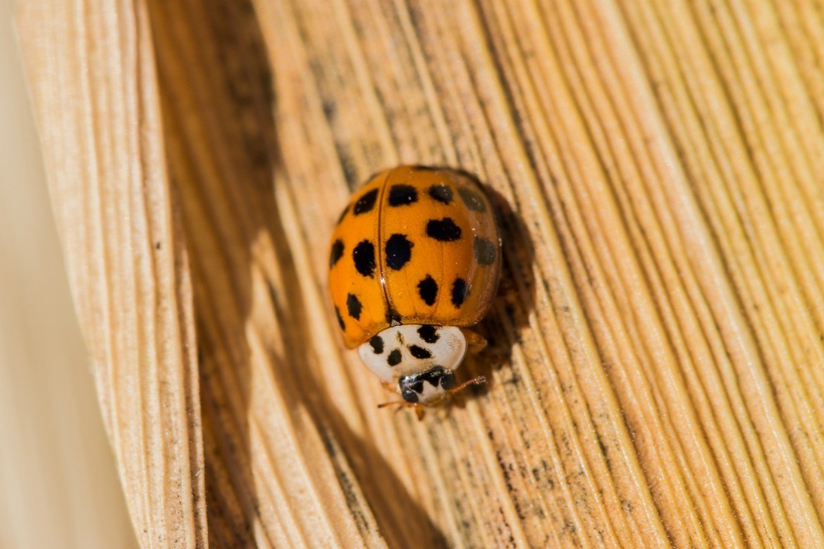 Making an Asian Ladybug Trap?