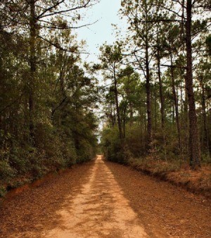 An unpaved dirt road through pine trees.