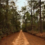 An unpaved dirt road through pine trees.