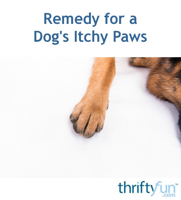 dog licking paws remedies