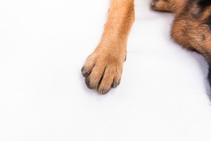 Dog's Paw