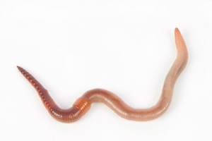 Earthworm