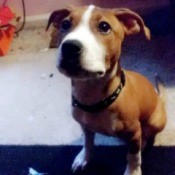 What Kind of Pit Bull Is My Puppy?