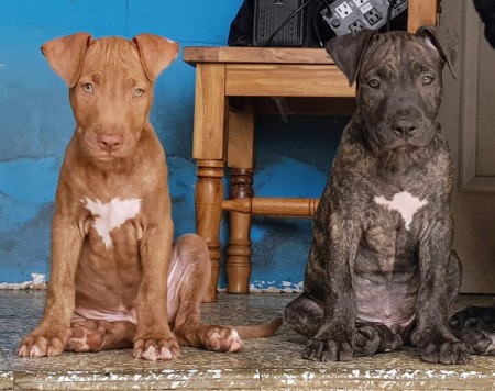 Are My Puppies Pure Bred Pit Bulls? - one brown and one brindle puppy