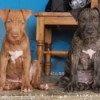 Are My Puppies Pure Bred Pit Bulls? - one brown and one brindle puppy