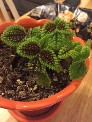 Identifying a Houseplant - plant with green and purplish brown leaves with extreme texture