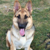 House Trained Dog Pooping in the House