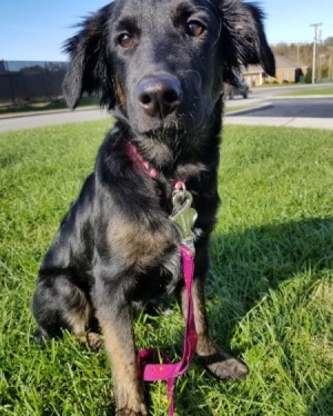 What Breed Is My Dog? - black and brown puppy