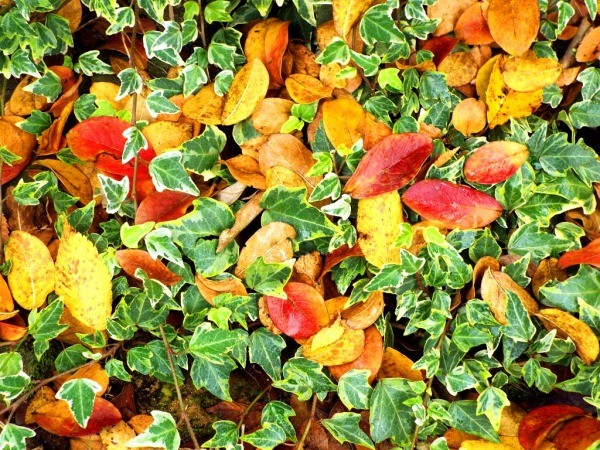 Enjoying The Offerings Of Autumn - crepe myrtle leaves and ivy