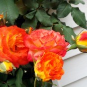 Enjoying The Offerings Of Autumn - Piñata rose, orange and yellow