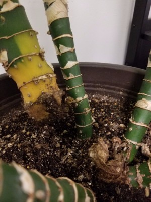 Growing Dieffenbachia - Dumb Cane - damaged plant