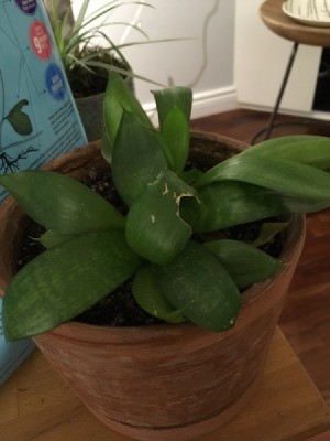What's the Name of This Houseplant? - green leaf plant similar to a snake plant but with shorter leaves