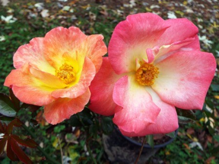 An Ever Changing Rose ~ Playboy - pink and yellow and pink and white roses