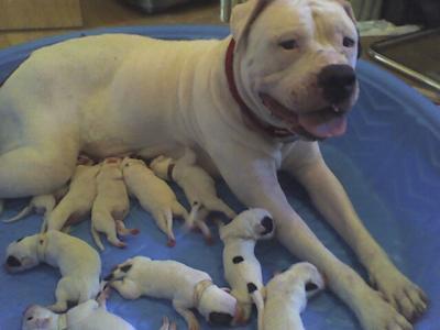 An American Bulldog with puppies.