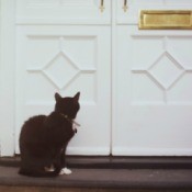 Cat at Front Door