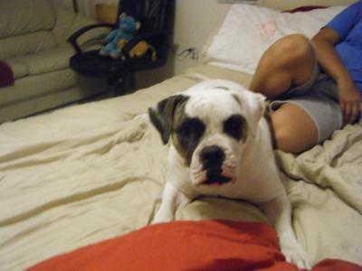 An American bulldog in a bed.