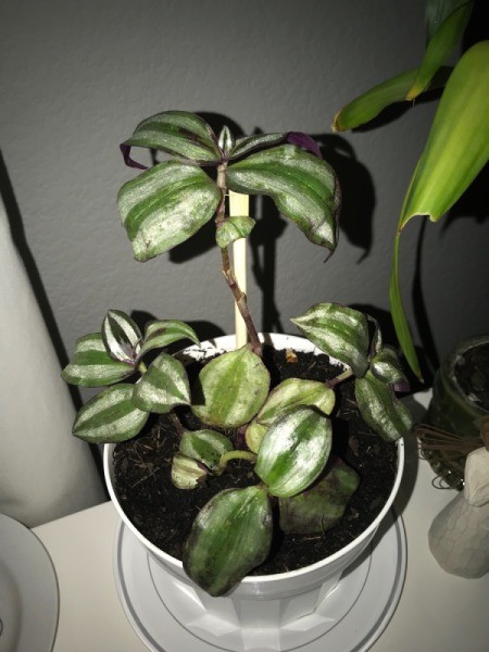 What Is This Houseplant?