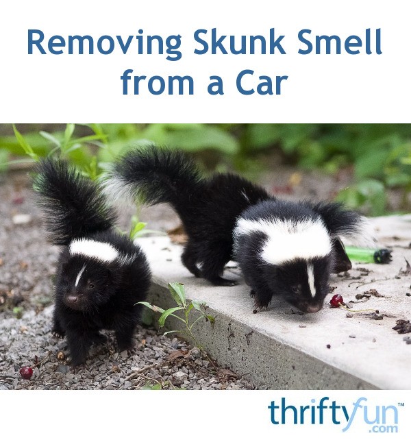 Removing Skunk Smell From A Car Thriftyfun