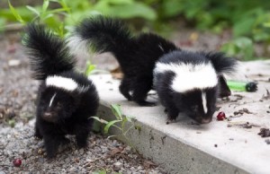 Baby skunks on a cement pad.