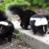 Baby skunks on a cement pad.