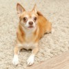 Chihuahua on Carpet