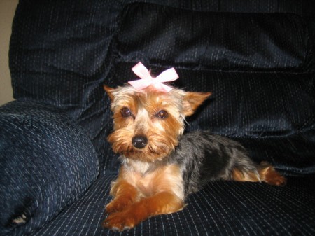 Sadie (Toy Yorkie) - cute Yorkie on couch