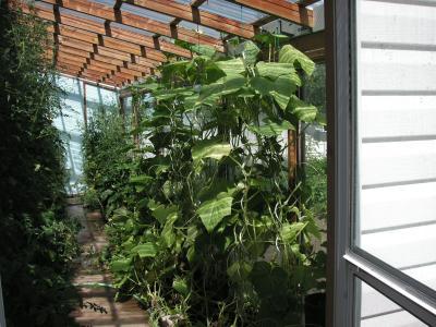 A greenhouse with growing plants.