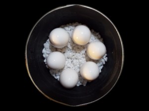 Eggs placed on rocks to keep them upright while boiling.