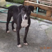 What Breed Is My Dog? - black and white dog