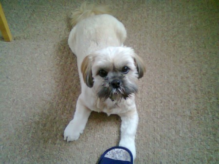 Dog Urinating in Other People's Homes - dog lying on carpet