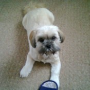 Dog Urinating in Other People's Homes - dog lying on carpet