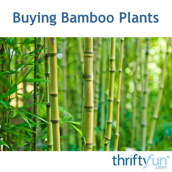 Buying Bamboo Plants? | ThriftyFun