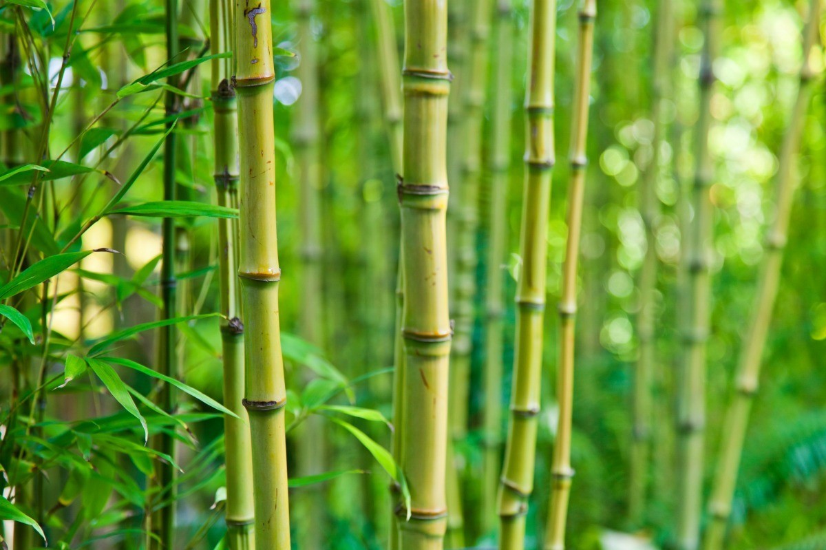 Bamboo Free Stock Photo - Public Domain Pictures