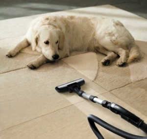 Vacuuming Carpet by Pet Dog