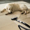 Vacuuming Carpet by Pet Dog
